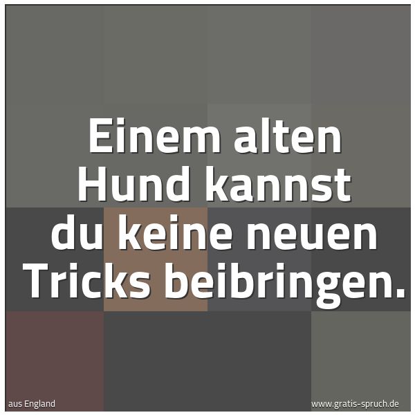 Quadratisches Spruchbild: Einem alten Hund kannst du keine neuen Tricks beibringen.