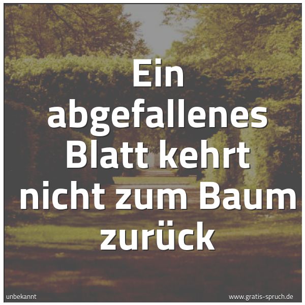 Quadratisches Spruchbild: Ein abgefallenes Blatt kehrt nicht zum Baum zurück
