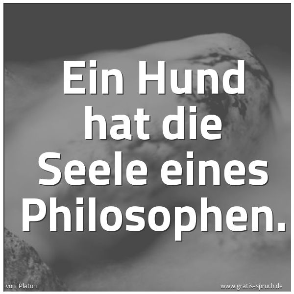 Quadratisches Spruchbild: Ein Hund hat die Seele eines Philosophen.